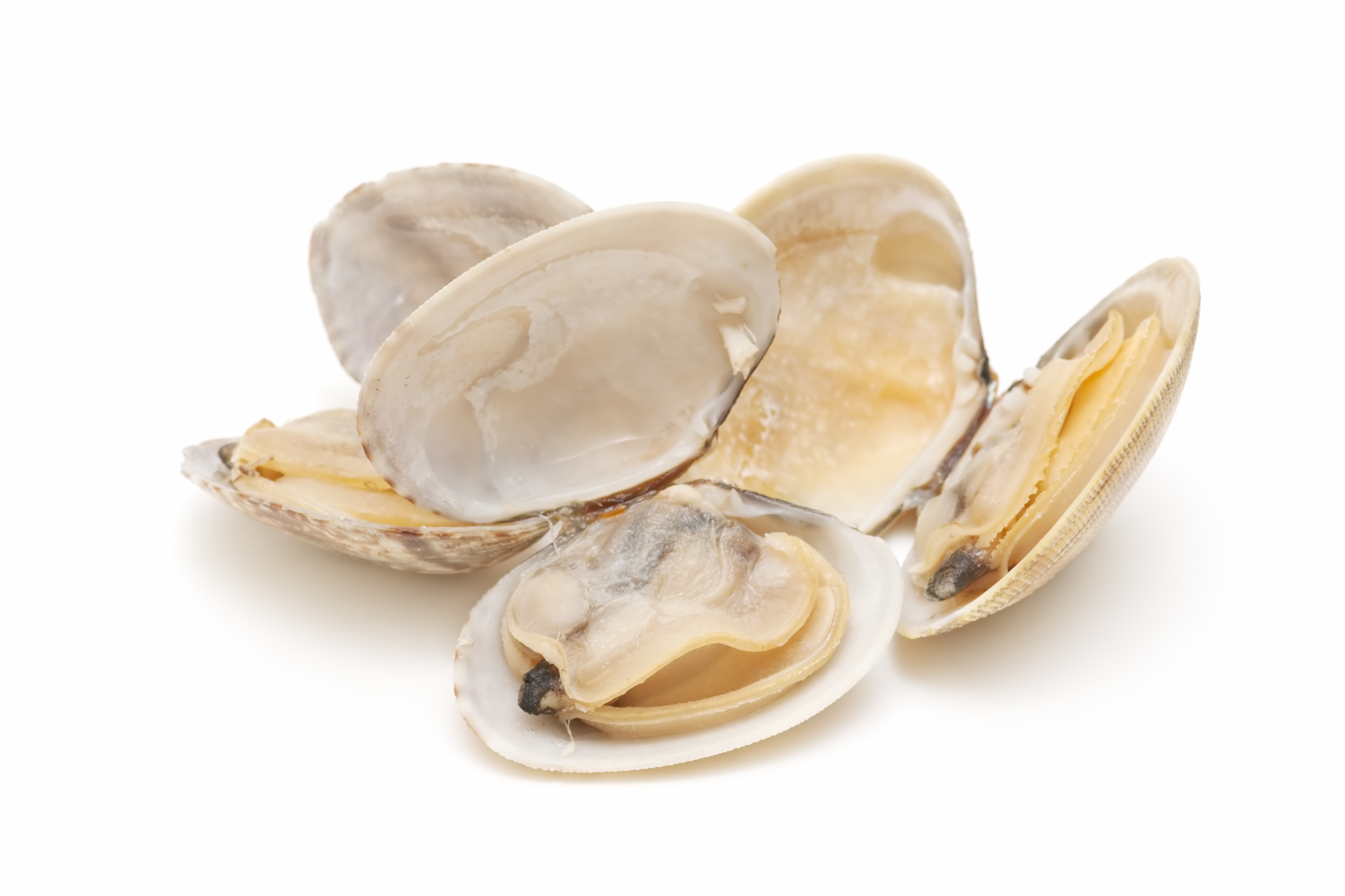 VONGOLE/OMUŁKI BIAŁE 60/80 MROŻONE 900G 10/BOX GALANA SEAFOOD