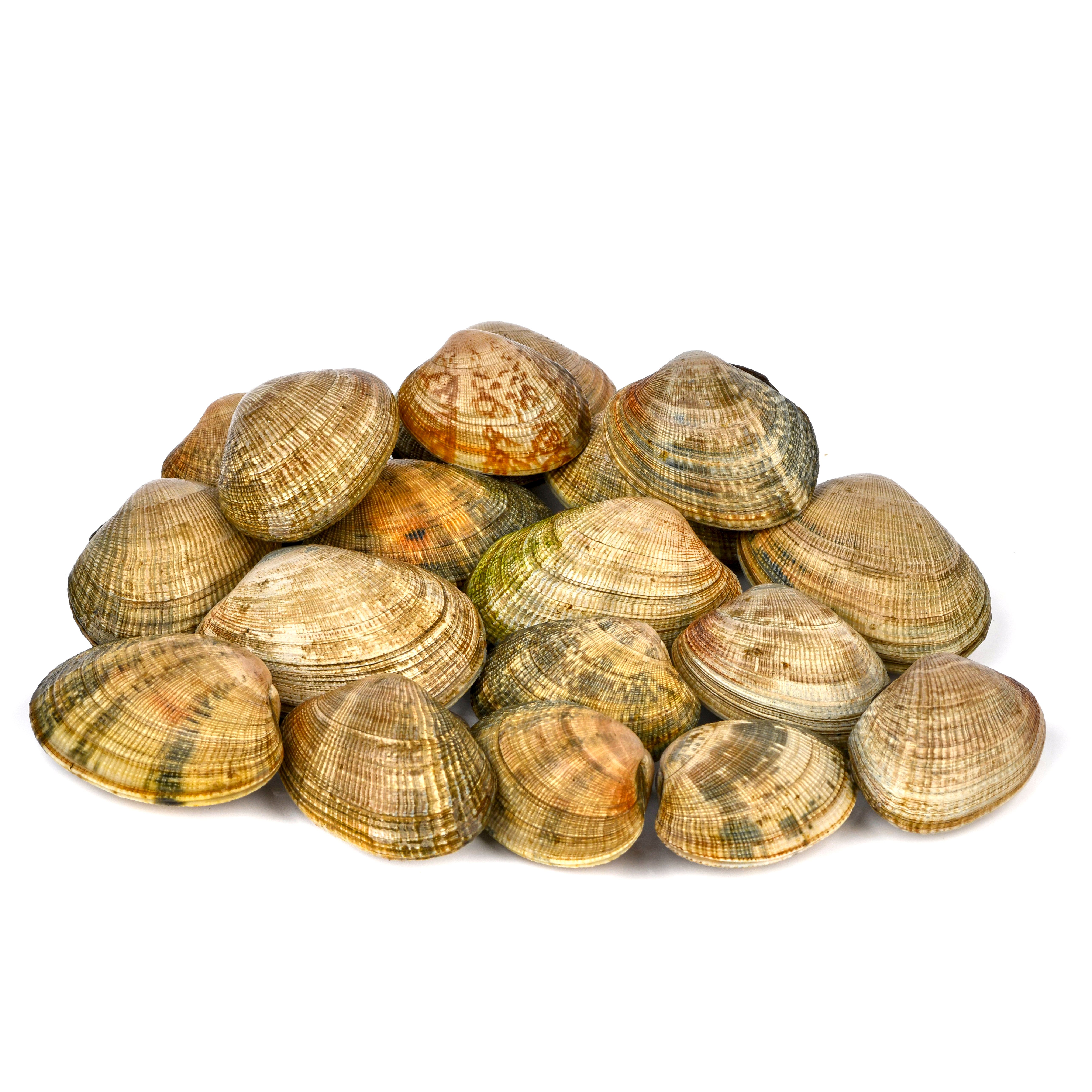 MAŁŻE/VONGOLE BRĄZOWE PACYFICZNE 60/80 1KG MROŻONE 10/BOX ALL FISH