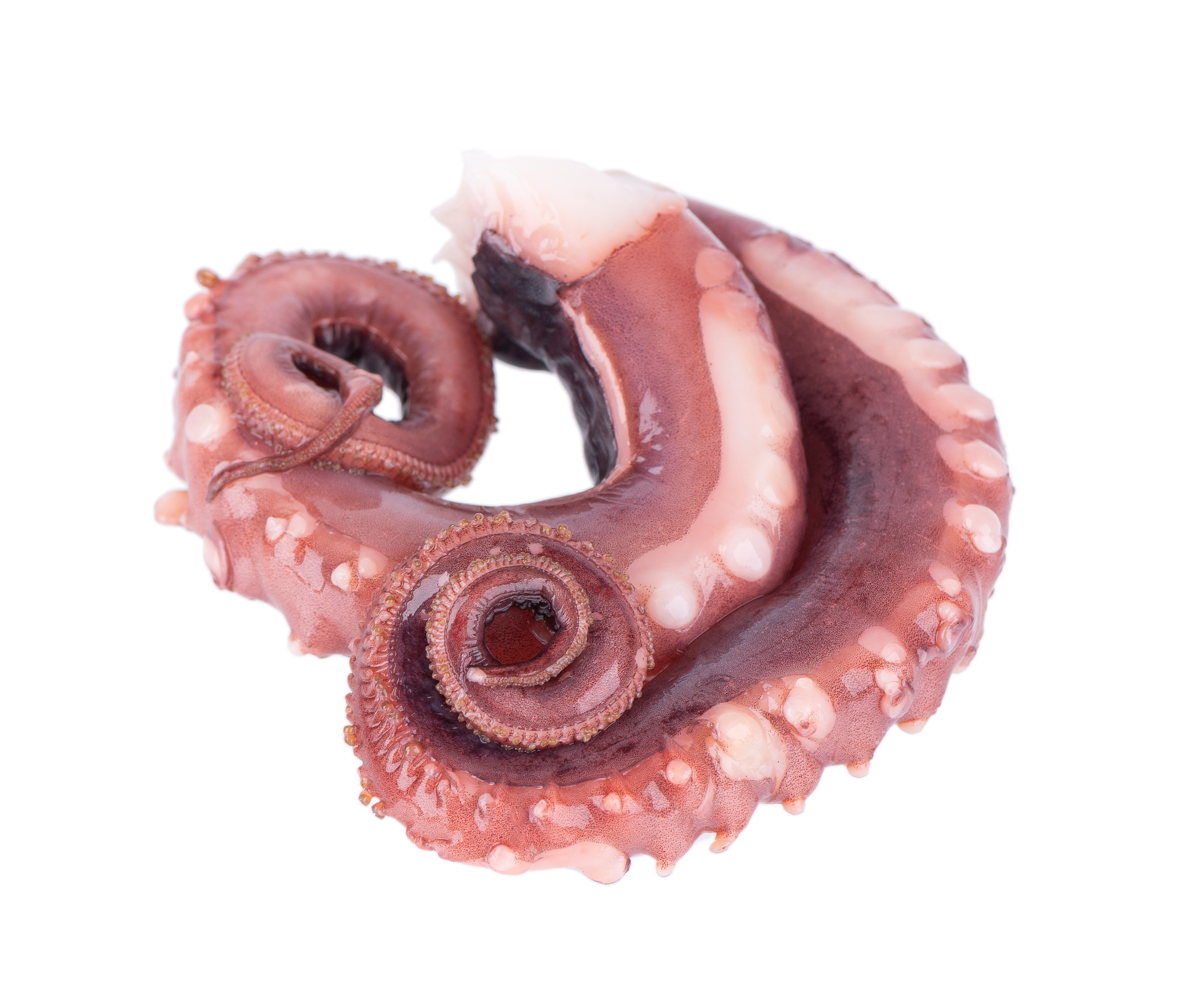 OŚMIORNICA MACKI KAWAŁKI 400G 20/BOX GELPIAVE