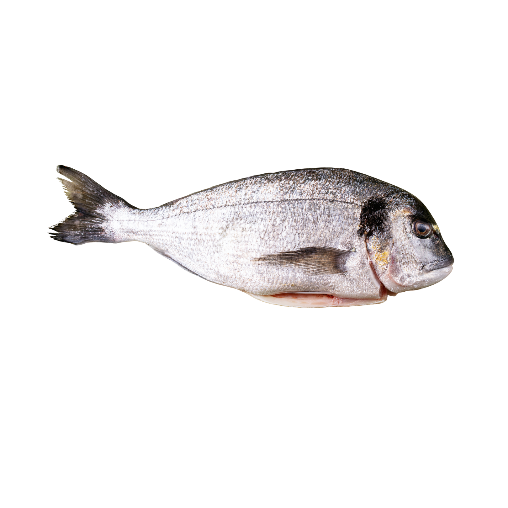 DORADA CAŁA PATROSZONA MROŻONA 300/400 5 KG ALL FISH